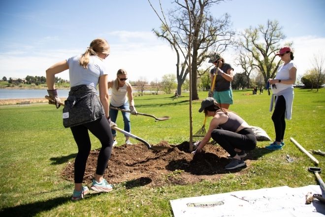 Photo of DaVita teammates, planting a tree May 11 at Berkeley Lark Park in Denver